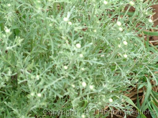 Pyrethrum daisy 